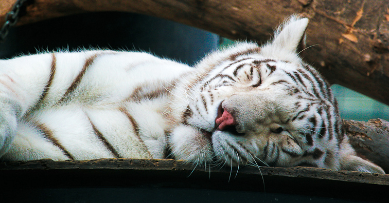 White Bengal Tiger at Yorks Wild Kingdom
